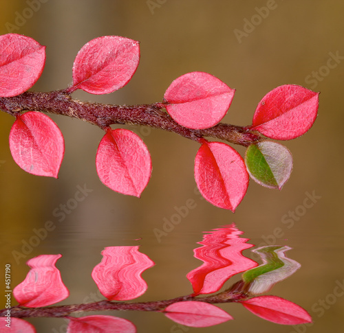 Fotografi red and green fall leaf over smooth water
