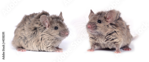 two little wild mice