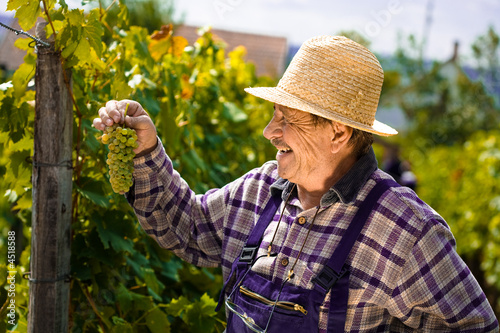 Vintner examining grapes