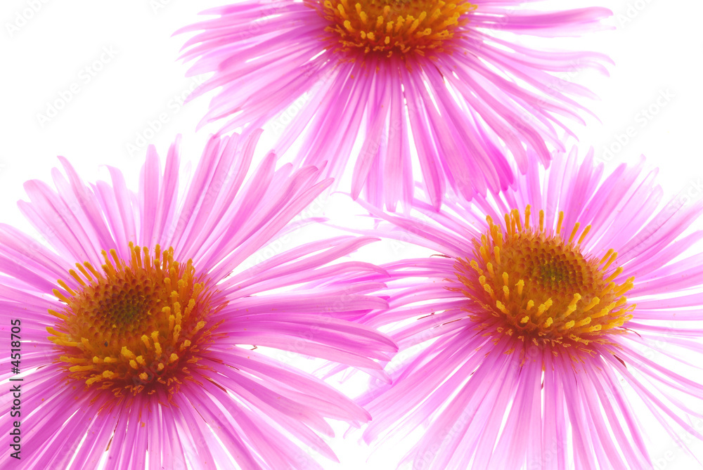 Obraz premium pink asters