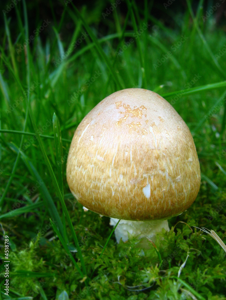 Champignon Champignon