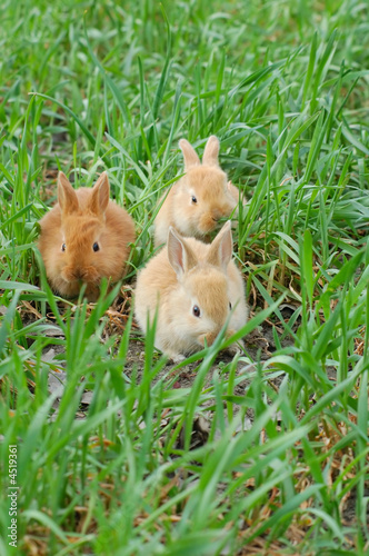 three rabbits landing on grass