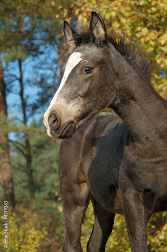 one month foal looking curiosly to you © Dzimitry Valiushka