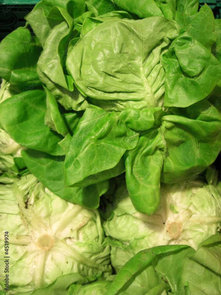 Kopfsalat Kopfsalat