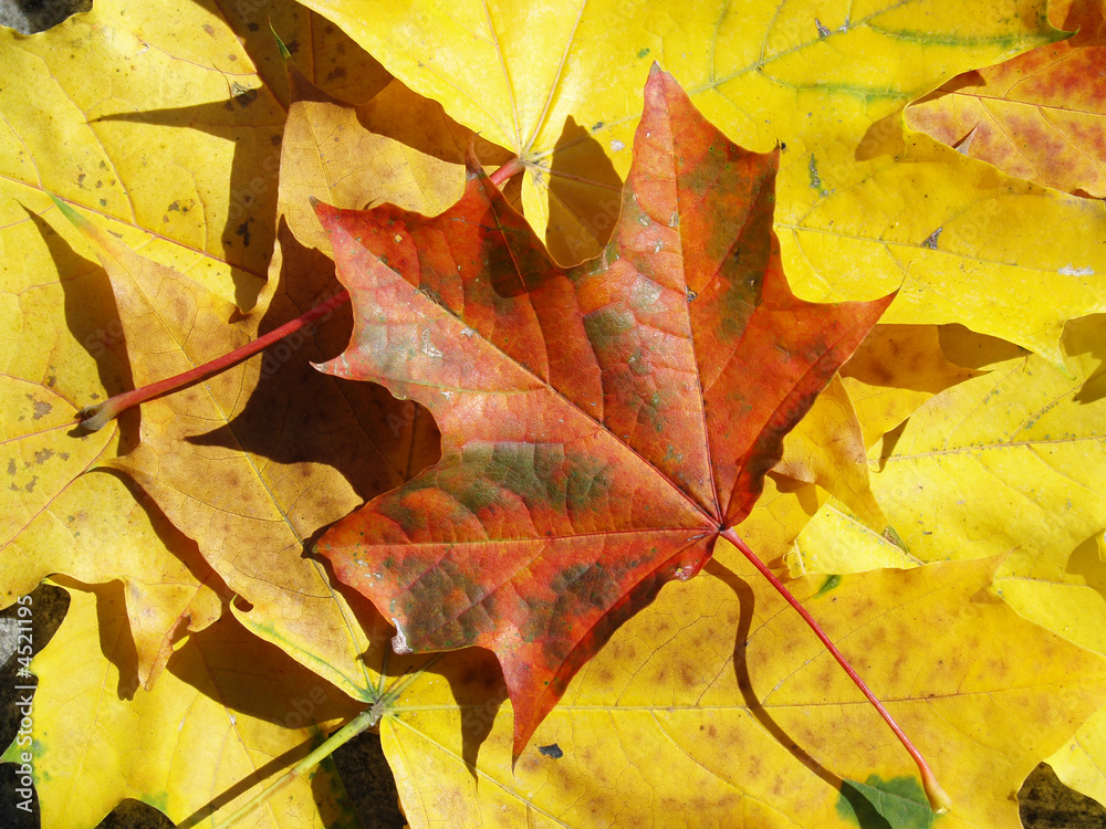 Maple leaf