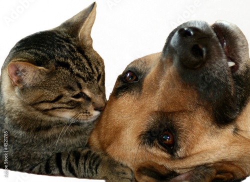 dog, cat and kiss photo