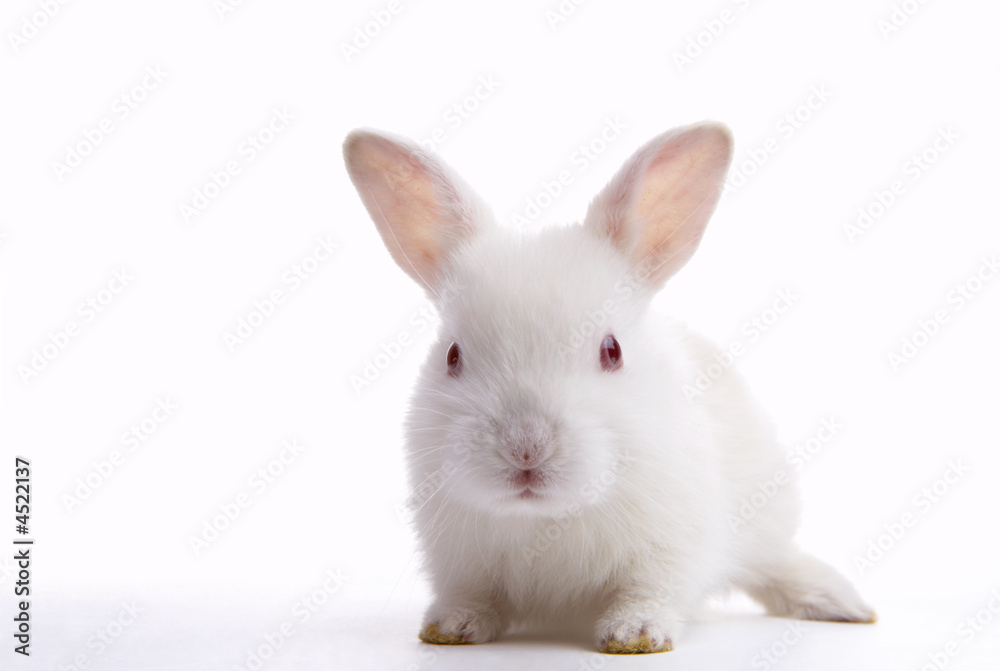 white rabbit white rabbit