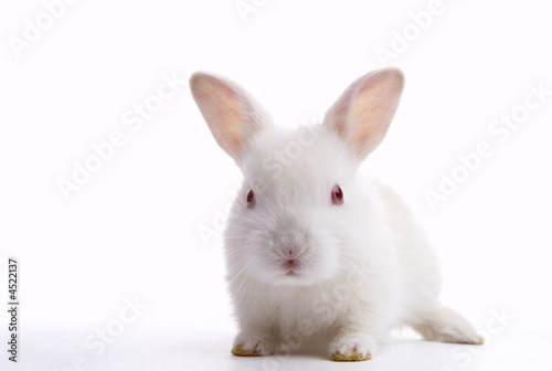 Fototapeta white rabbit