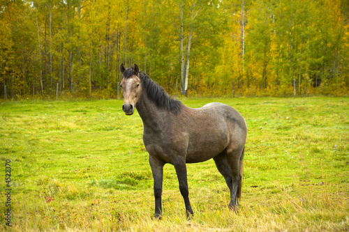 horse in fall field