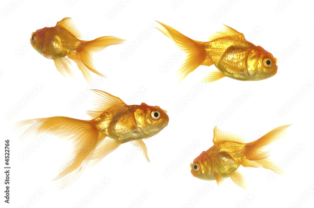 Goldfish Goldfish