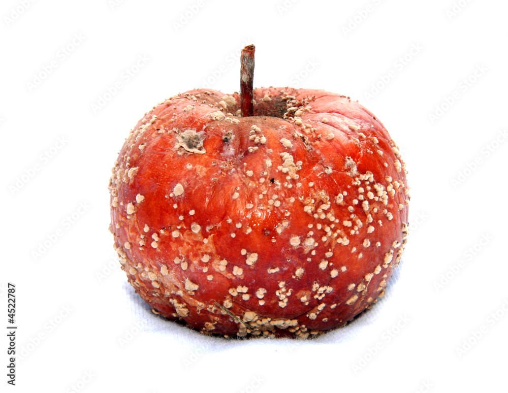 Obraz premium Rotten apple isolated on white.