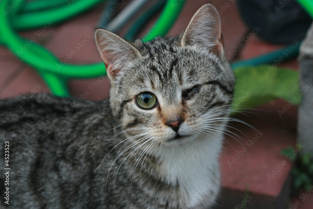 Blinking cat Blinking cat