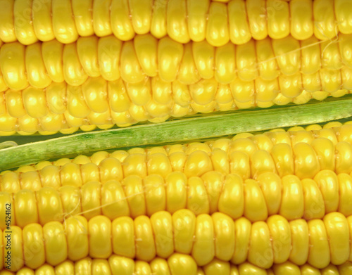 Close up view of then sweet corn on cob. photo