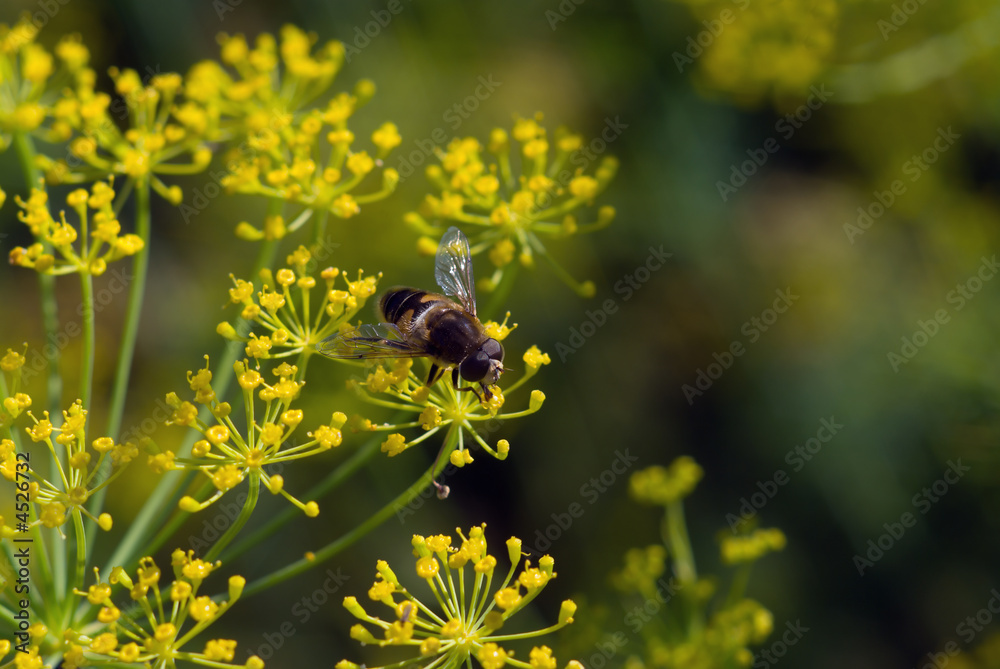 Fly on dill Fly on dill