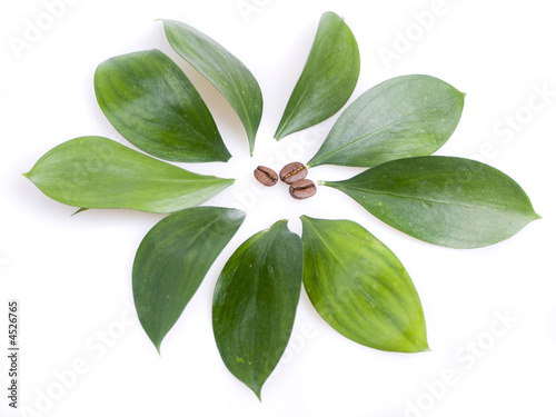 coffee beans aln leaves