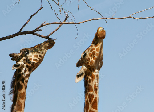 Giraffes Stretched to the Limit