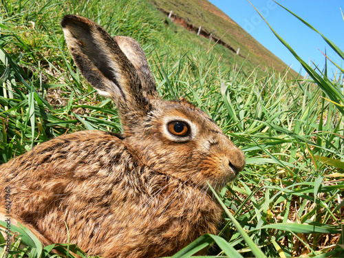 A curious young brown hare