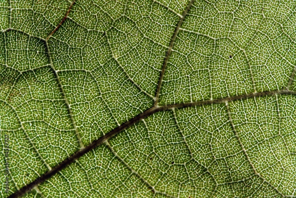 Obraz premium Green leaf with macro venation