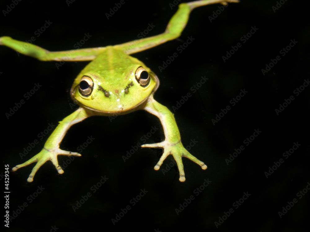 Obraz premium green frog 1