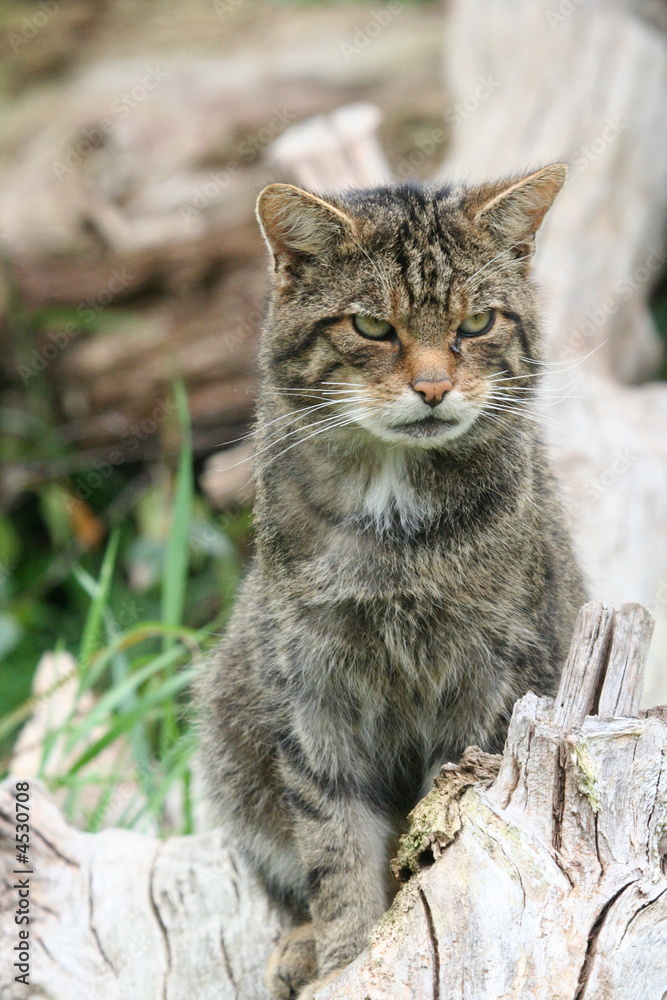 Scottish Wild cat