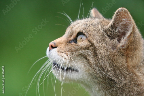 Scottish Wild Cat
