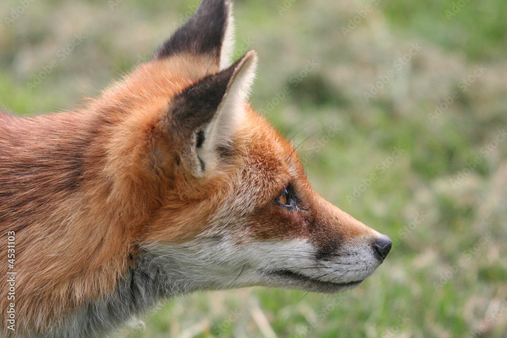 Fototapeta premium Red Fox