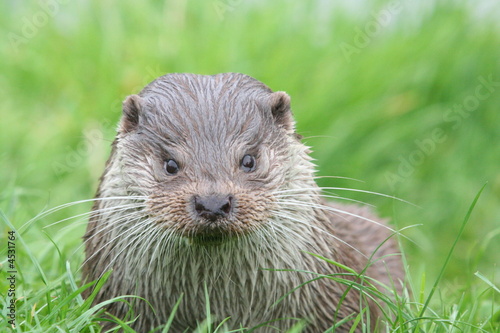 Otter © Steve Mutch