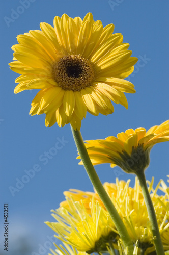 Yellow flower macro
