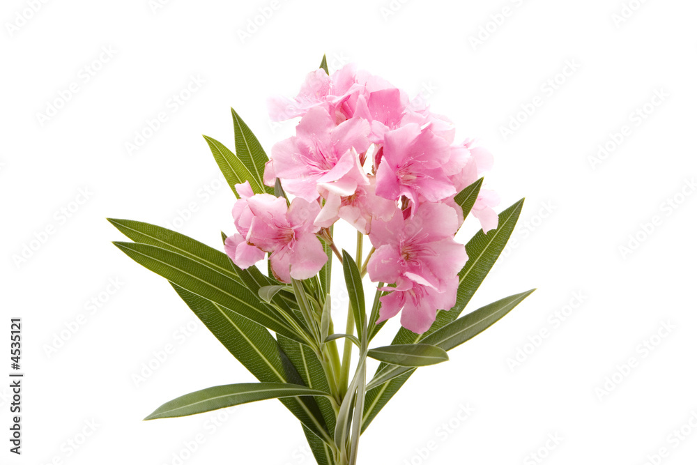 Pink oleander on white background