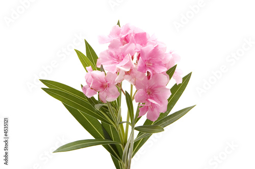 Pink oleander on white background