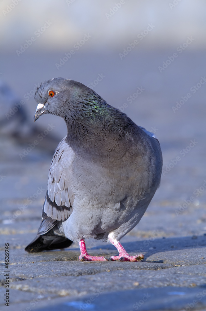 Obraz premium Rock pigeon