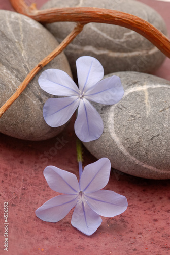 Canvas Print ambiance zen