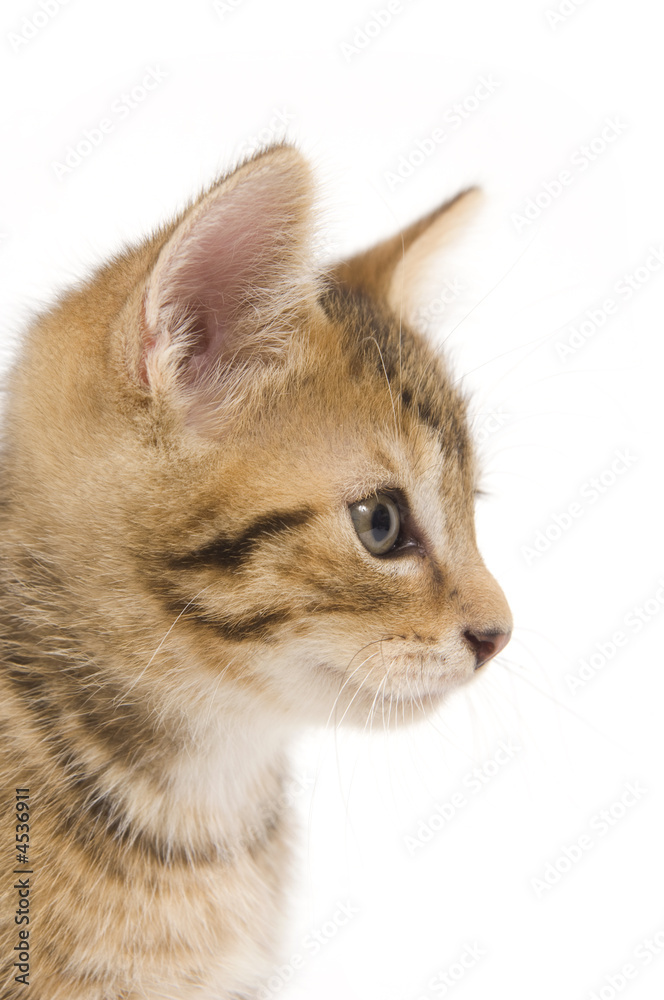 Kitten looking right Kitten looking right