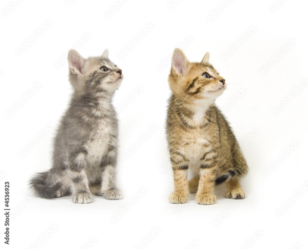 Two kittens looking right
