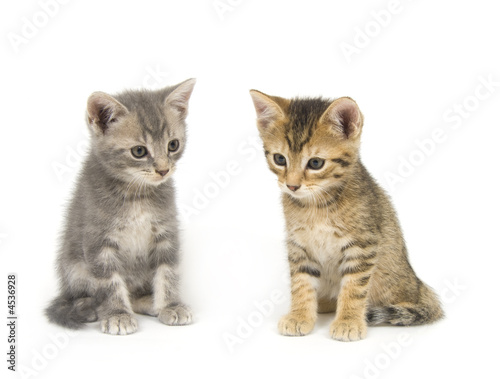Two kittens on white