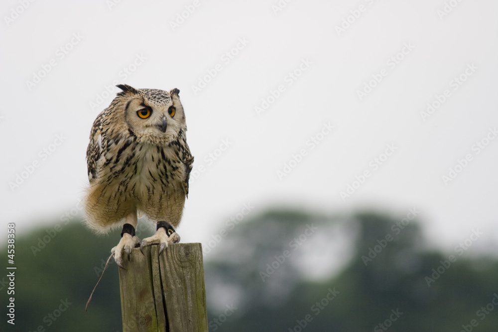A long eared owl, facing right, standing on a post A long eared owl, facing right, standing on a post