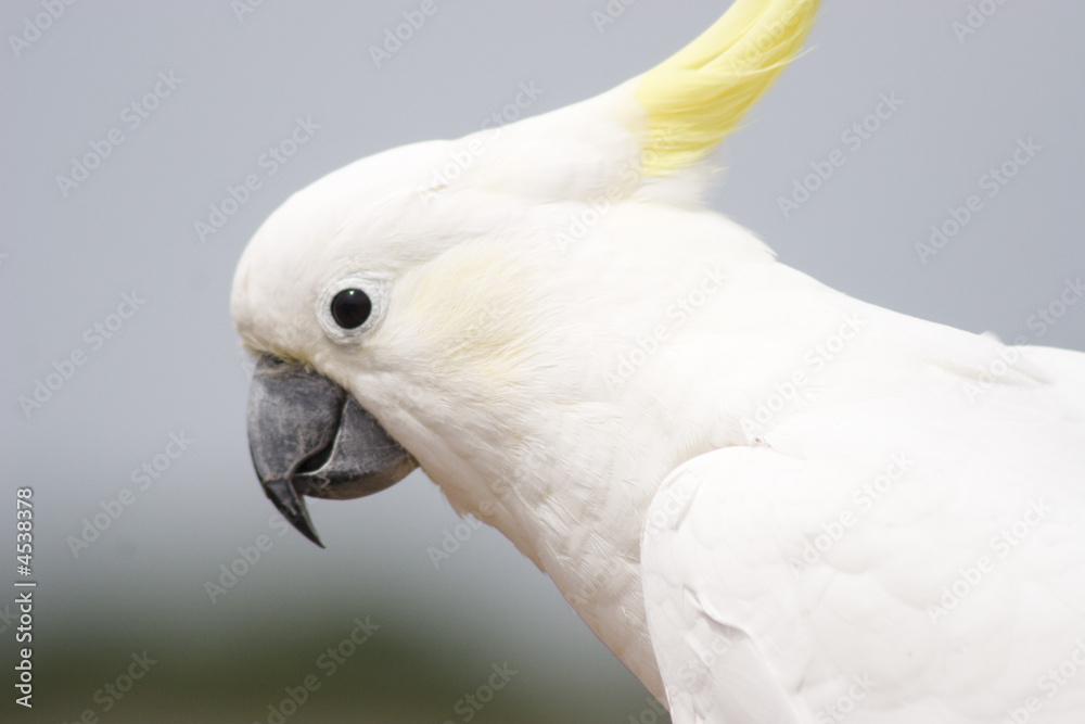 Profile of a left-facing white cockatoo, yellow headcrest.