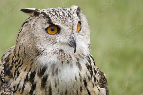 Long eared owl, facing right, with bright orange eyes.
