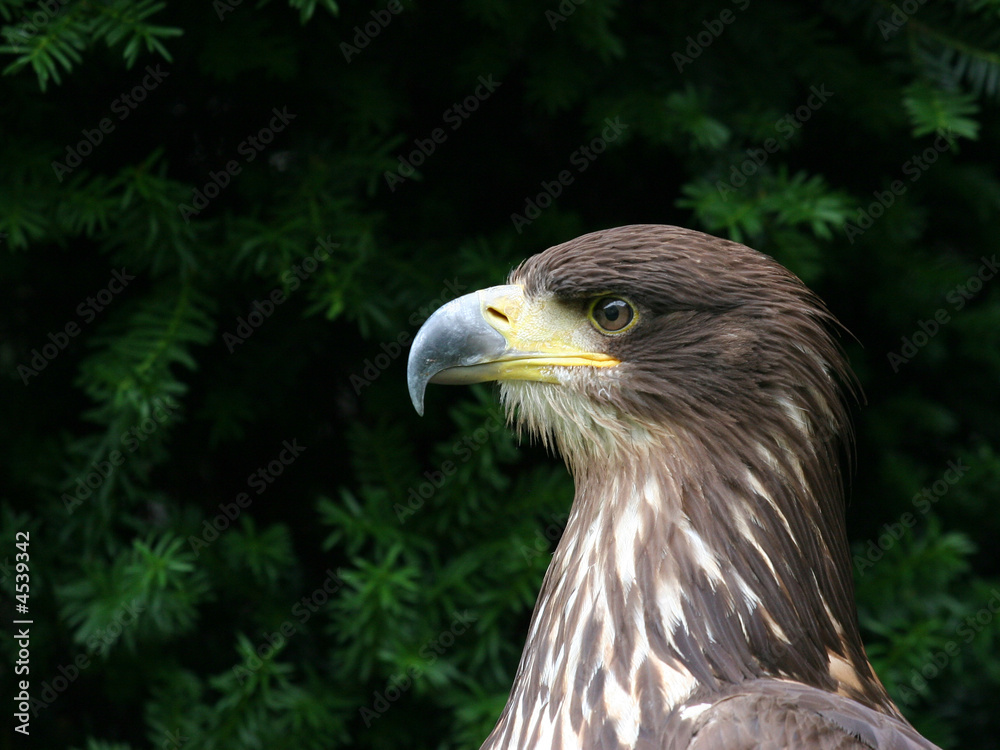 Obraz premium Eagle portrait