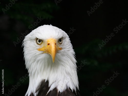 Eagle © hutale
