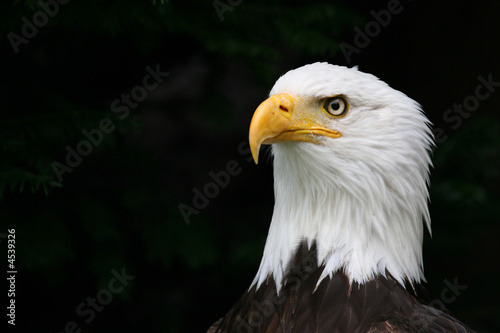 Eagle portrait