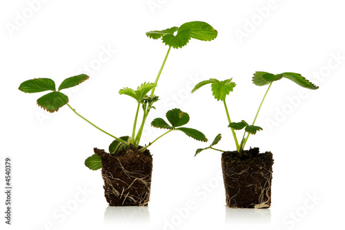 strawberry plant