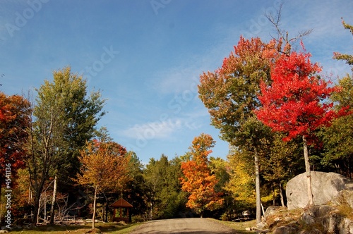 Photography foret du canada