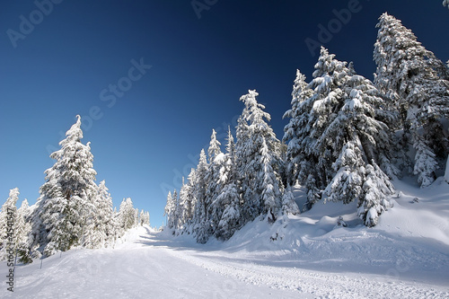 Snow Trees © Paul Yates