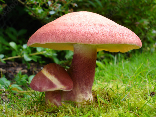 Two red mushrooms