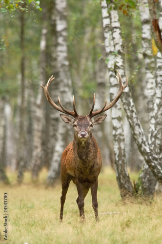 cerf male brame