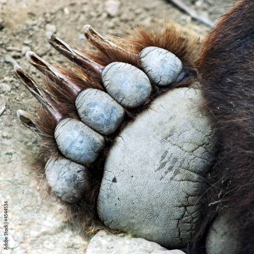 A Grizzly Bear Paw photo