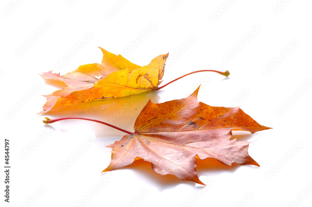 two autumn leaves