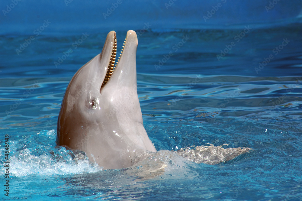 Delfín - obrazy, fototapety, plakaty 