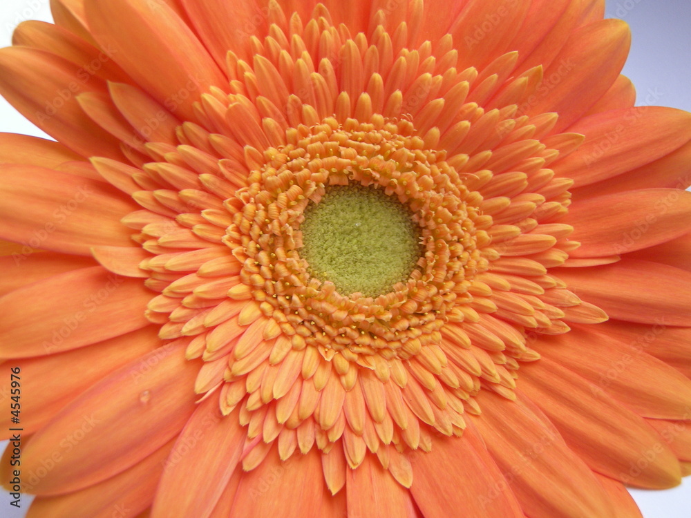 orange daisy orange daisy